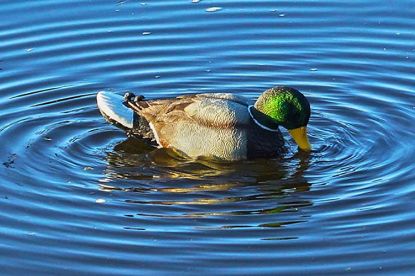 Picture of Mojo Outdoors Hw2443 Rippler Mallard Drake Species Multi Color Plastic 