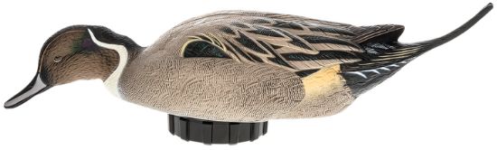 Picture of Avian X Avx-Psh-Pnsf Pintail Species Multi-Color 